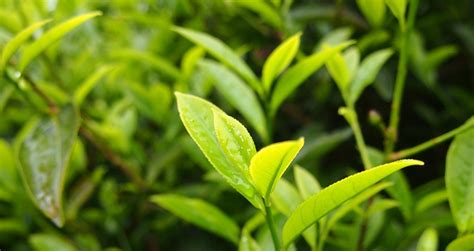 鳳凰單樅茶多少錢一盒(鳳凰單樅屬于什么茶)縮略圖