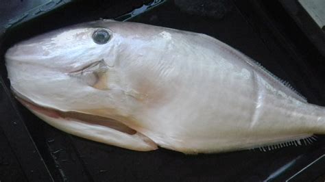 剝皮魚叫什么魚,剝皮魚又叫什么魚縮略圖