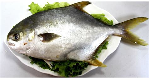 金鯧魚是海魚還是淡水魚啊(金鯧魚圖片)縮略圖