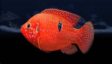 好多魚(yú)是什么梗,好多魚(yú)是什么內(nèi)涵縮略圖