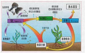 硝化細(xì)菌起什么作用,硝化細(xì)菌起什么作用?縮略圖