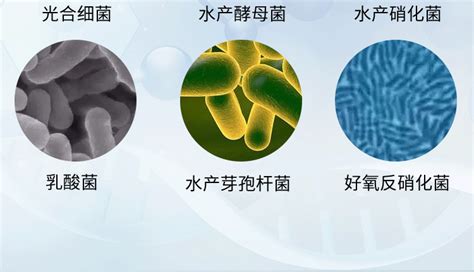 硝化細(xì)菌膠囊(硝化細(xì)菌膠囊怎么用)縮略圖