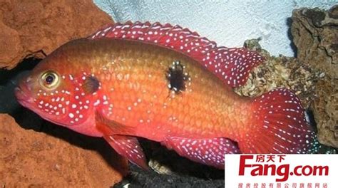 紅寶石魚可以和什么魚混養(紅寶石魚怎么區分公母)縮略圖