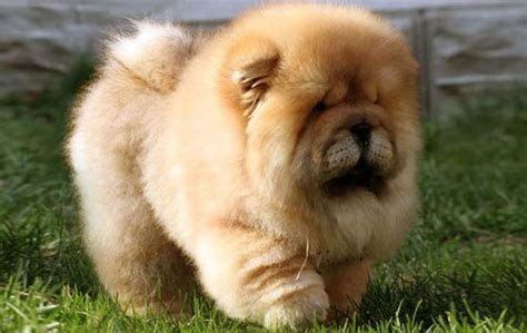 松獅犬圖片(松獅犬圖片多少錢一只)縮略圖