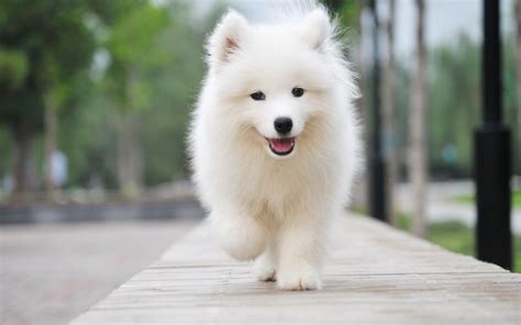 薩摩犬圖片 純種,薩摩犬圖片純種縮略圖