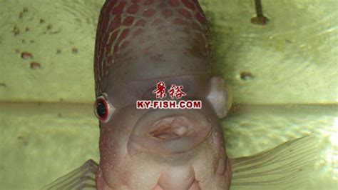 羅漢魚眼睛凸起來有白膜怎么回事,羅漢魚眼睛突出發白怎么治療縮略圖
