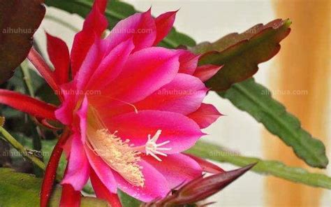 令箭荷花夏季的養(yǎng)殖方法和注意事項(令箭荷花夏天養(yǎng)殖方法和注意事項)縮略圖