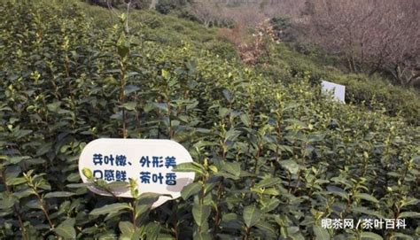 碧螺春產(chǎn)地在哪個(gè)省份(碧螺春產(chǎn)地在哪個(gè)省份最好)縮略圖