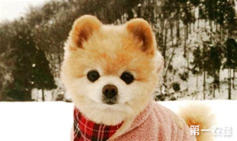 俊介犬價格(俊介犬價格一般多少錢)縮略圖