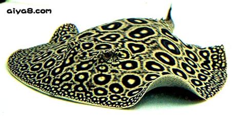 魟魚(yú)好養(yǎng)嗎,魟魚(yú)好養(yǎng)嗎如何養(yǎng)縮略圖