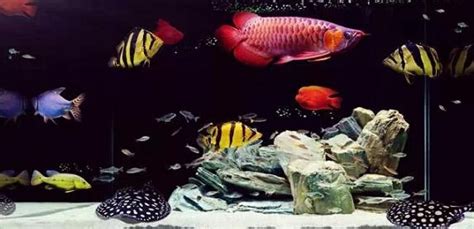 恐龍魚能和什么魚混養(yǎng)(六角恐龍魚能和什么魚混養(yǎng))縮略圖