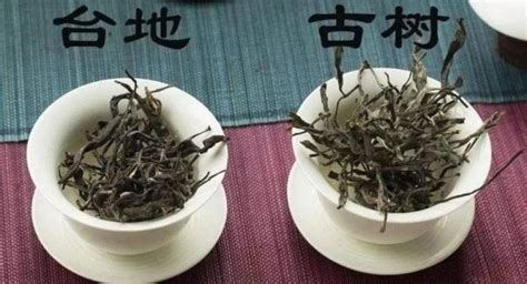 古樹茶和臺(tái)地茶的區(qū)別在哪里(古樹茶和臺(tái)地茶的區(qū)別在哪里呢)縮略圖