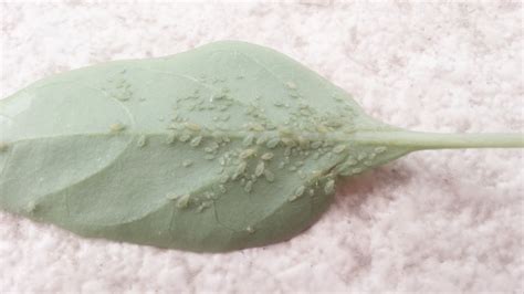護(hù)舒寶蟲卵事件,護(hù)舒寶蟲卵事件真的嗎縮略圖