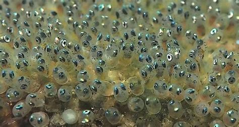 紅寶石魚卵孵化全過程,紅寶石魚產卵孵化全過程縮略圖
