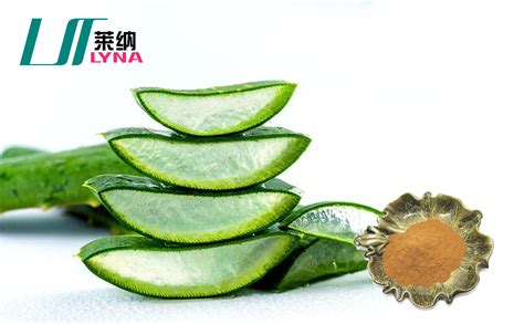 庫(kù)拉索蘆薈的功效與作用護(hù)膚品(庫(kù)拉索蘆薈凝膠的作用與功效)縮略圖