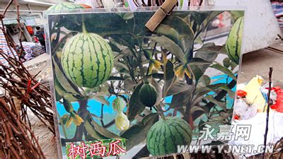 西瓜樹是怎么回事,西瓜樹是真的嗎縮略圖
