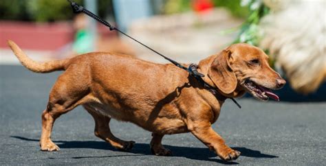 臘腸犬圖片大全大圖,臘腸犬圖片大全大圖真實可愛縮略圖