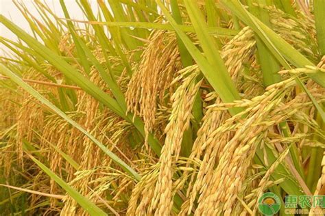 稻花香2號(hào),稻花香2號(hào)五常大米10kg價(jià)格縮略圖