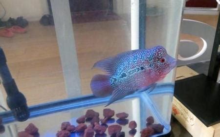 羅漢魚怎么養(羅漢魚怎么養起頭快)縮略圖