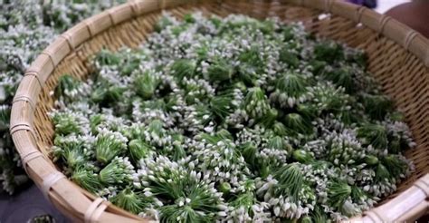 韭菜花怎么做好吃又簡單,韭菜花怎么做好吃又簡單家?？s略圖