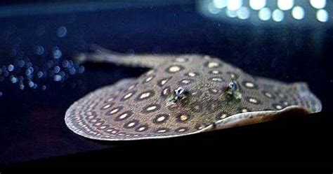 魟魚(yú)圖片大全魚(yú)(魟魚(yú)圖片大全大圖)縮略圖