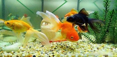 草金魚為什么沒人養,草金魚為什么沒人養了縮略圖