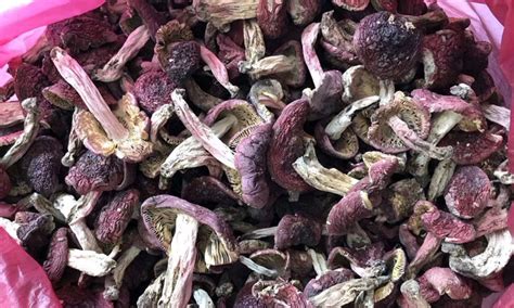 紅菇價(jià)格多少錢一斤2023,紅菇的價(jià)格多少錢一斤縮略圖