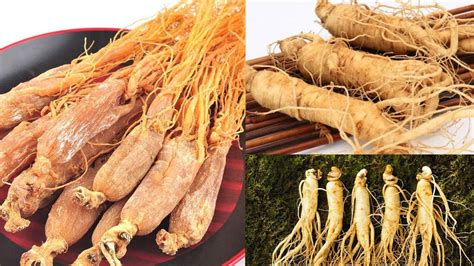 太子參和人參的區別(太子參和人參的區別是什么)縮略圖