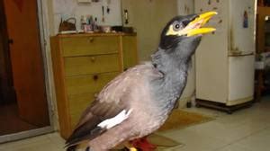 寵物豬智商相當(dāng)于人類幾歲(動物智商排行榜前二十名)縮略圖
