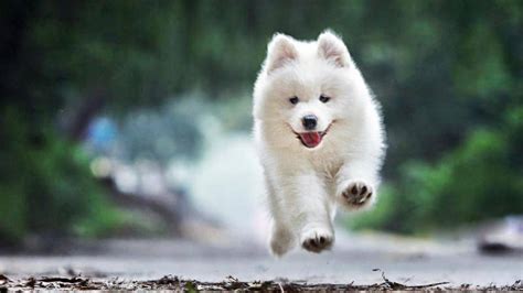 薩摩耶犬智商,薩摩耶犬智商多高縮略圖