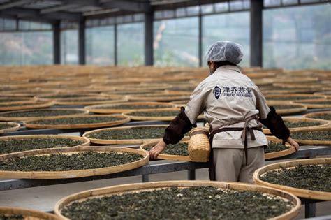 古樹茶的特點(diǎn)和功效是什么,古樹茶的特點(diǎn)和功效縮略圖