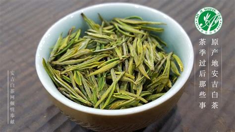 安吉白茶圖片縮略圖