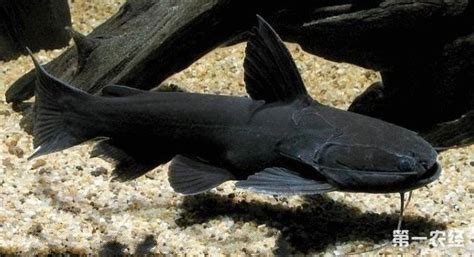藍(lán)鯊吃小魚(yú)嗎,淡水藍(lán)鯊吃小魚(yú)嗎縮略圖