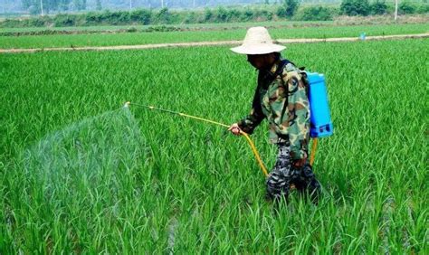 除草劑可以殺死樹(shù)木嗎,殺死大樹(shù)的最好最快的農(nóng)藥縮略圖