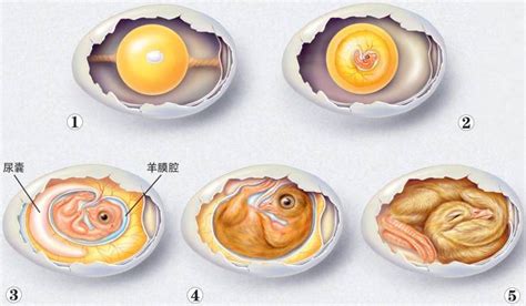 禽蛋的氣室是禽蛋在家禽體內(nèi)就已經(jīng)形成的,禽蛋的氣室是禽蛋在家禽體內(nèi)就已經(jīng)形成的嗎縮略圖