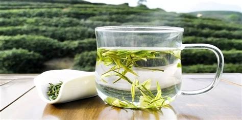 白茶的泡法及沖泡技巧(白茶的泡法及沖泡技巧視頻)縮略圖
