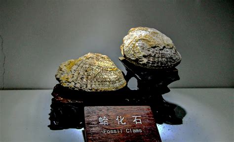 貝螺類化石,玉化螺化石縮略圖