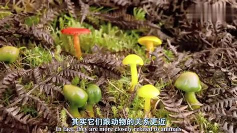 蘑菇生長(zhǎng)過(guò)程,蘑菇生長(zhǎng)過(guò)程完整版縮略圖
